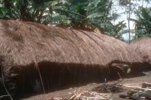 Longhause Dani Papua
