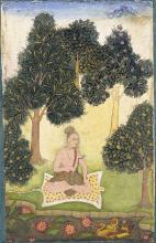 yogi