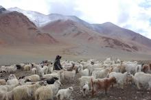 Sheep and Pashmina Goats